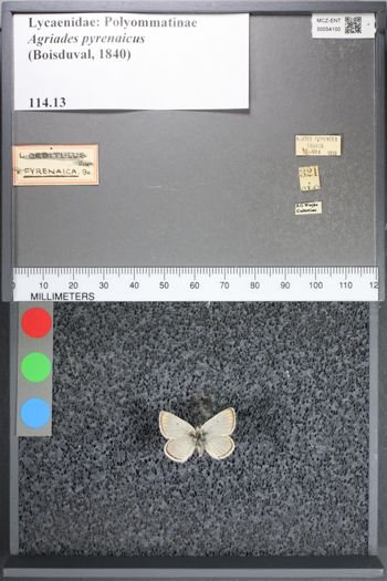Media type: image;   Entomology 54100